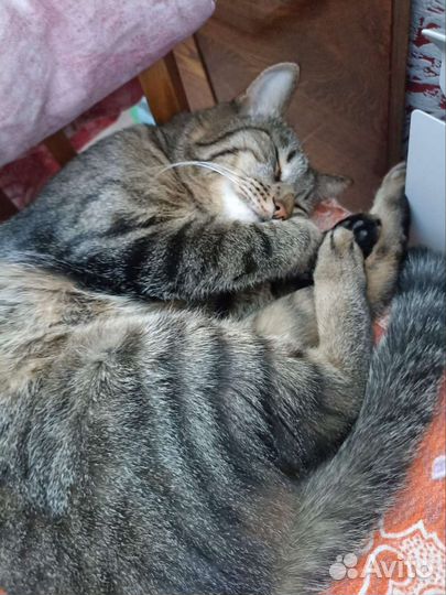 Кошка в дар бесплатно