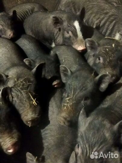 Вьетнамские вислобрюхие поросята