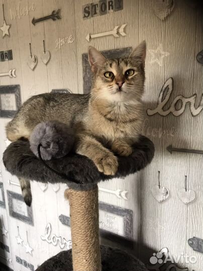 Кошка в дар бесплатно