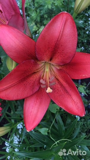 Полынь Шмидта, полынь тархунная,луковицы лилий