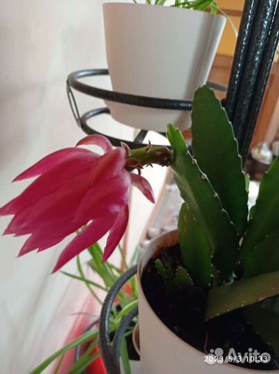 Кактусы, декабрист, алоэ домашние цветы