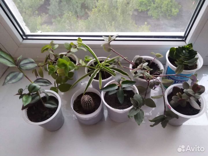 Комнатные цветы