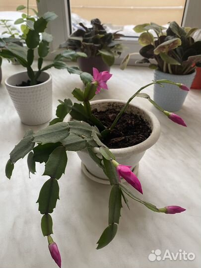 Декабрист (шлюмбергера)