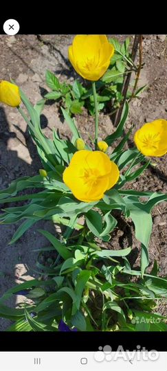 Цветы луковичные