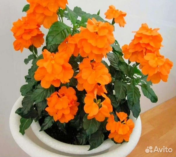 Комнатные цветы.обмен