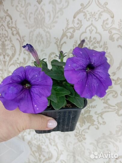 Вегетативная петуния, калибрахоа, алиссум