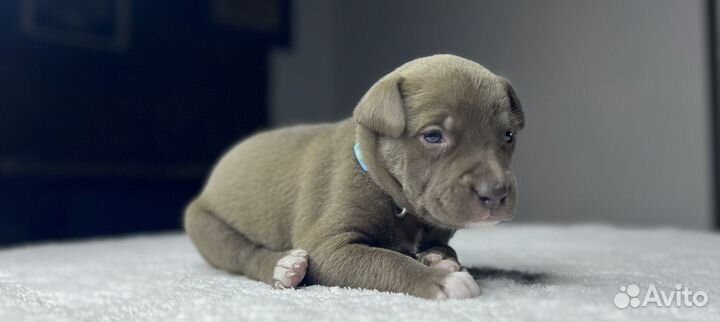 Американский булли покет