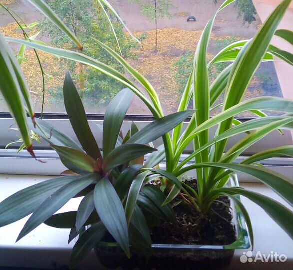 Цветок ассорти