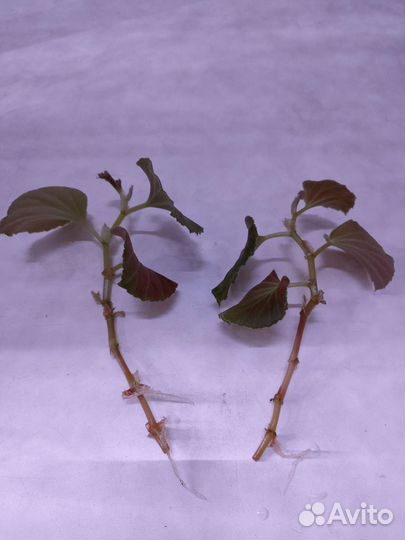 Бегония вечноцветущая махровая