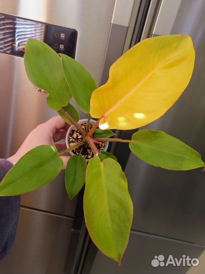 Филодендрон пинг тонг