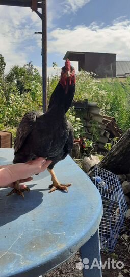 Породная птица