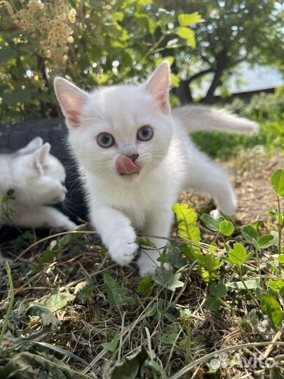 Британские котята