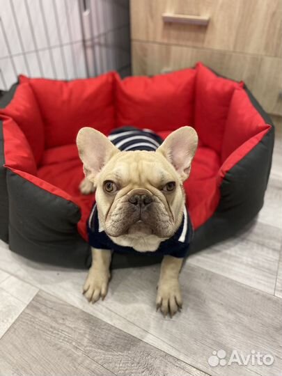 Французский бульдог