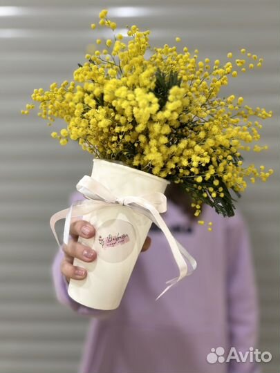 Мимоза в стаканчике
