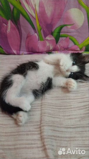 Кошка в дар бесплатно