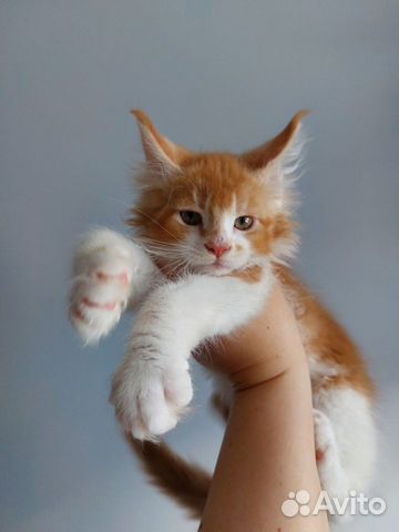 Кукольный котик Мейн-кун объявление продам