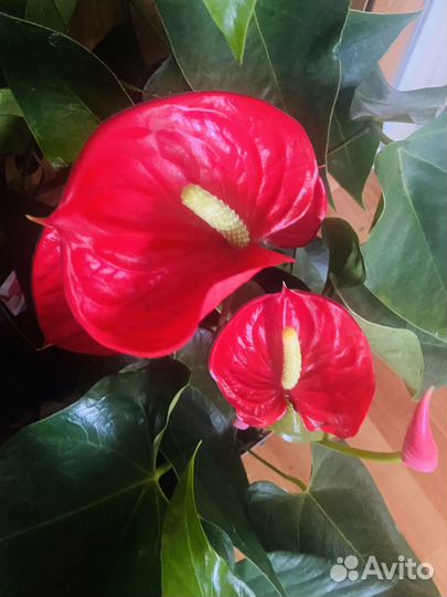 Антуриум коллекционные и сортовые