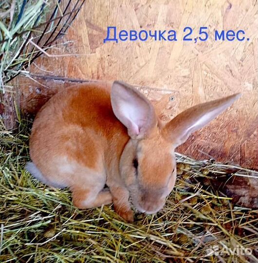 Кролики Рексы
