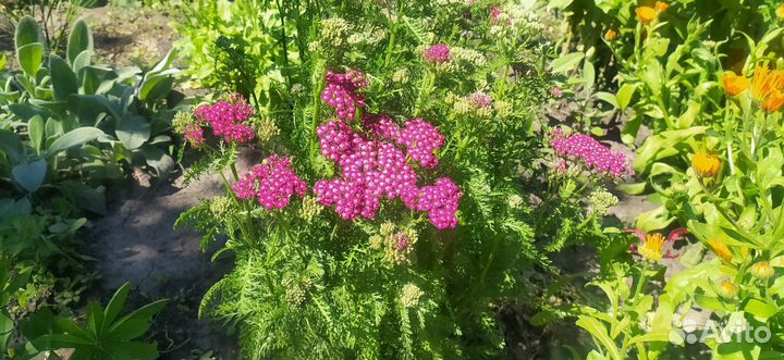 Многолетники неприхотливые