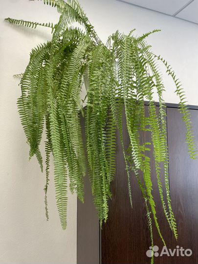 Папоротник