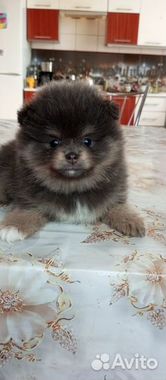 Щенки шпица