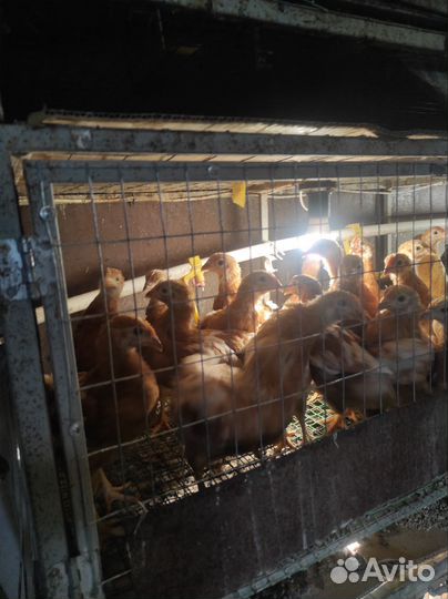 Домашняя птица