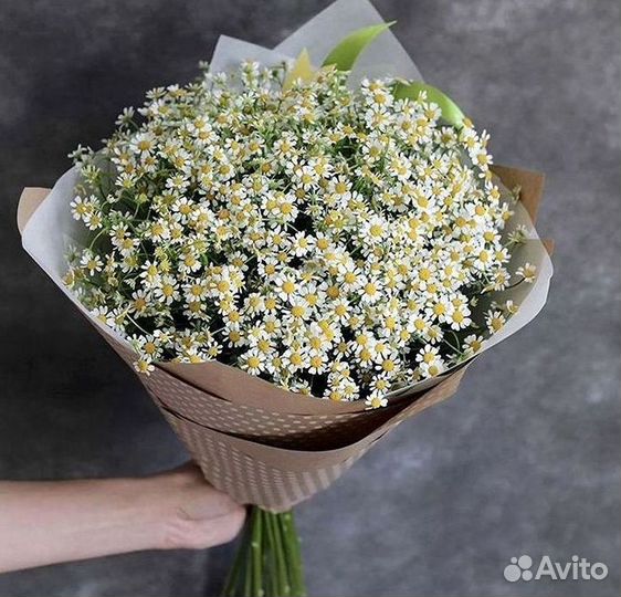 Цветы ромашки