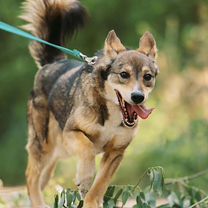 Взрослая собака из приюта