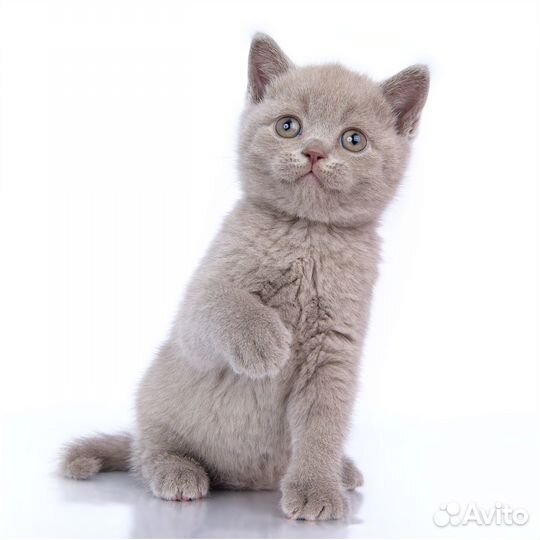 Британские котята