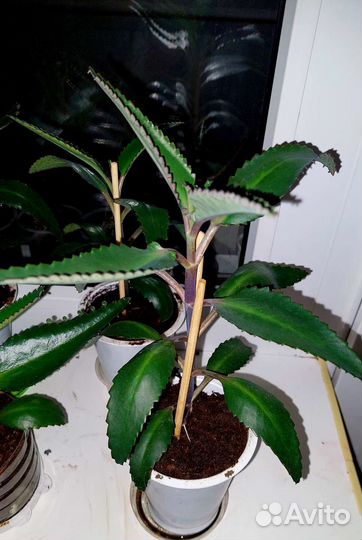 Каланхоэ лечебное