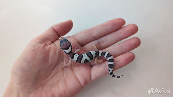 Леопардовый геккон (эублефар) - детеныш