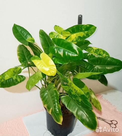 Комнатные растения