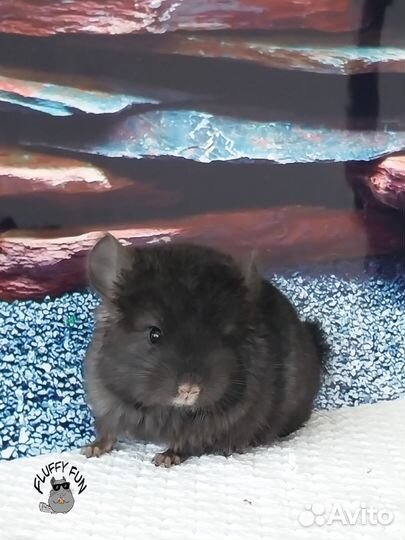 Шиншиллы мама Агата с сыном Литтл и ангора Дени