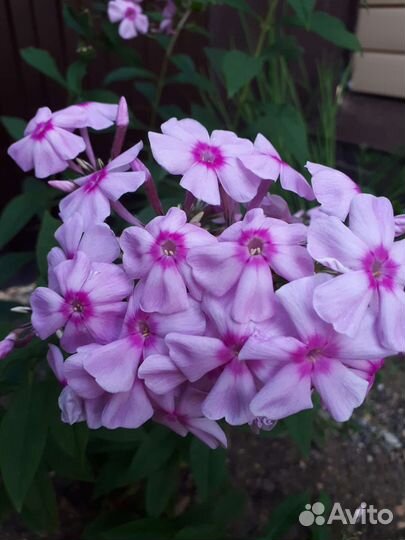 Флоксы многолетние