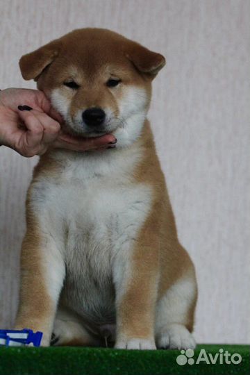 Щенки сиба ину