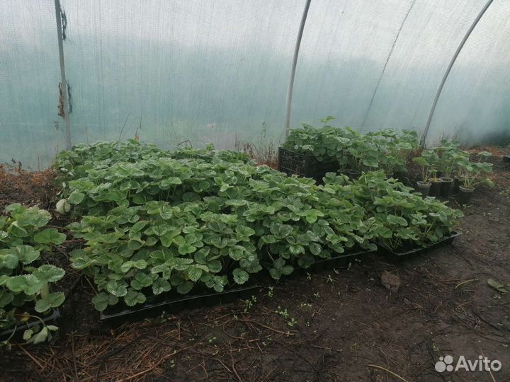 Рассада клубники