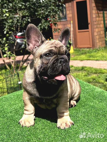 Французский бульдог щенки