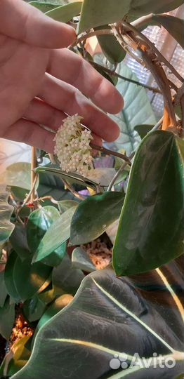 Хойя H. Pottsii Chiang Mai23