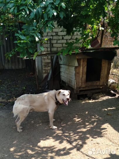 Собака мальчик ищет дом