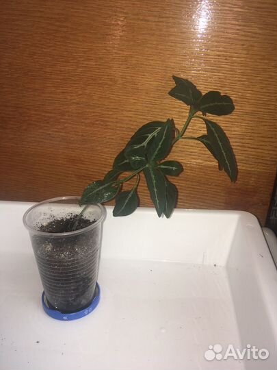 Комнатные домашние растения цветы