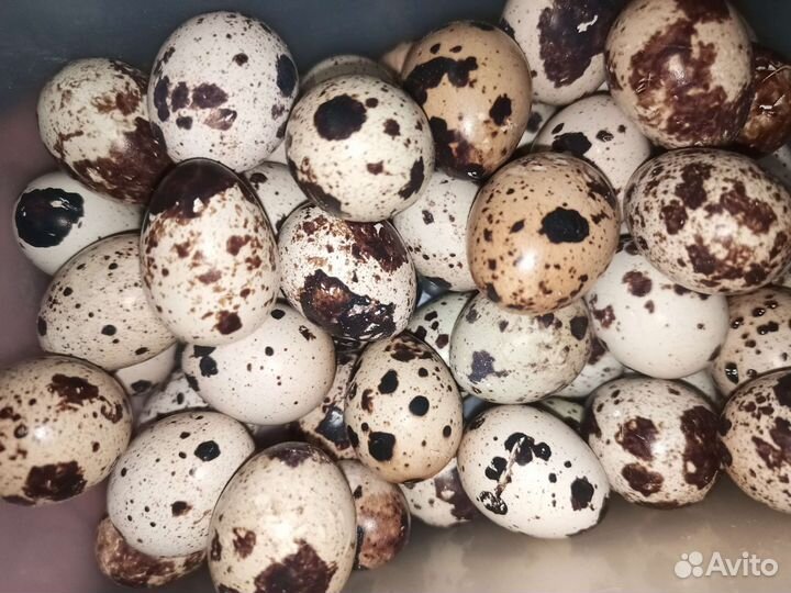 Яйца перепелиные