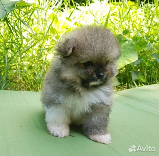 Померанский шпиц щенки