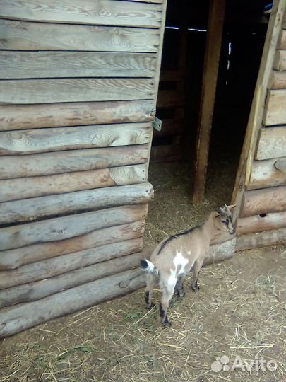 Козочка камерунская