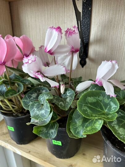 Герань, бегония, цикломен