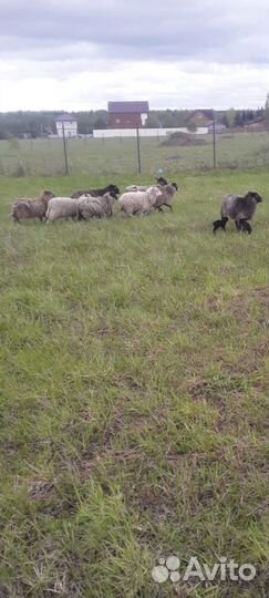 Овцы бараны