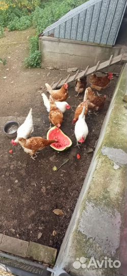 Куры несушки