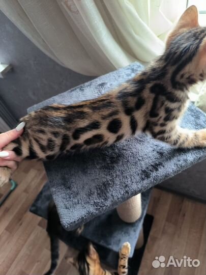 Бенгальские котята
