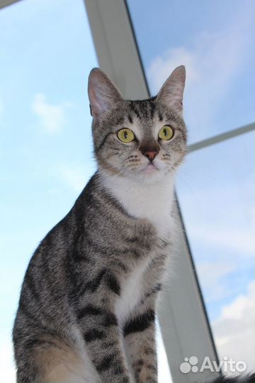 Крошечная кошечка была выброшена из дома