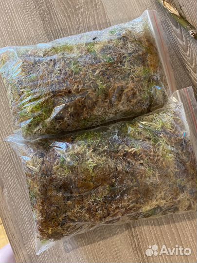 Мох сфагнум