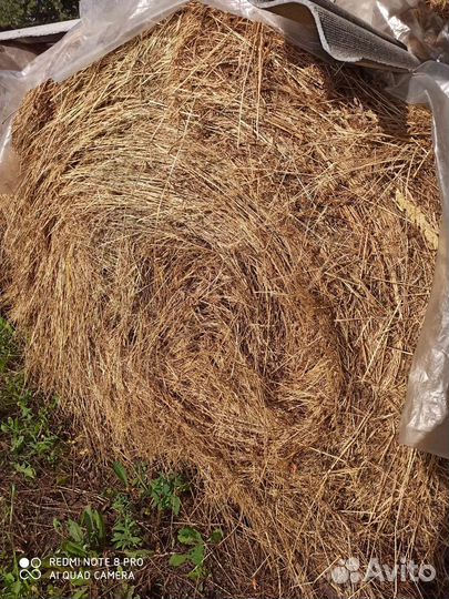 Продам сено в рулонах 2023 года